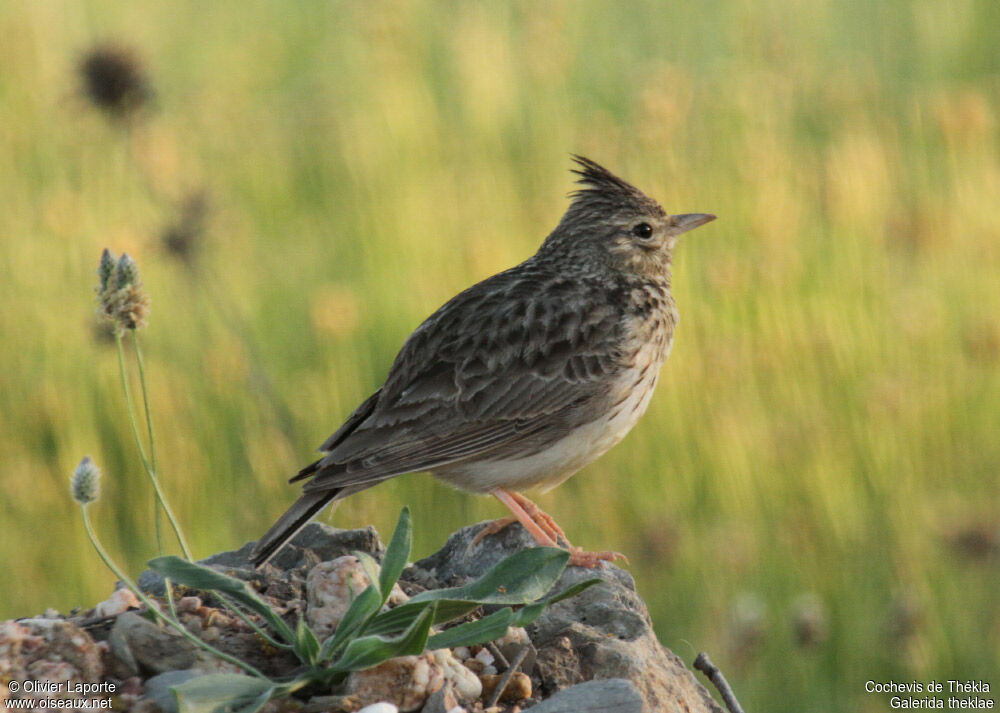 Cochevis de Thékla, identification