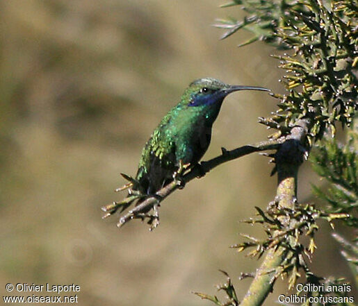 Colibri anaïs