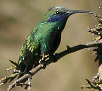 Sparkling Violetear