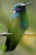 Sparkling Violetear