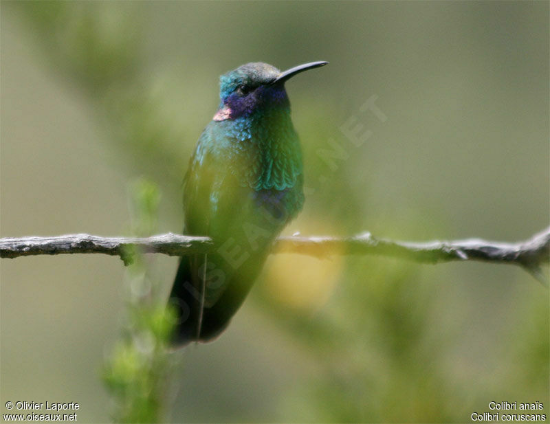 Colibri d'Anaïs adulte