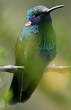 Colibri d'Anaïs