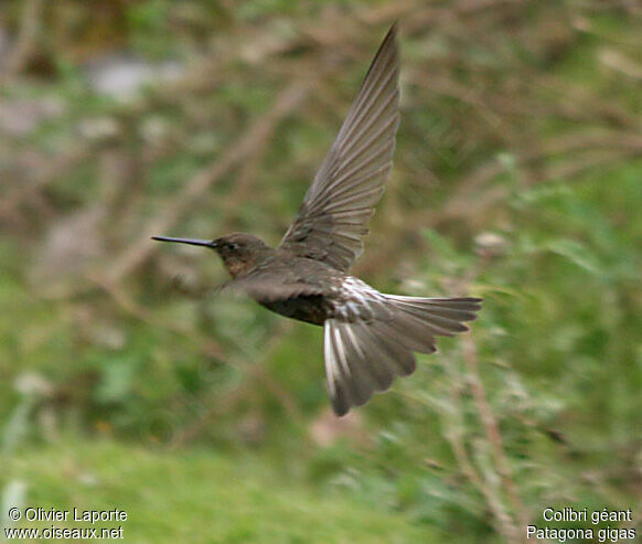 Giant Hummingbird