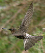 Colibri géant