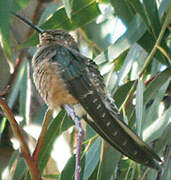 Colibri géant