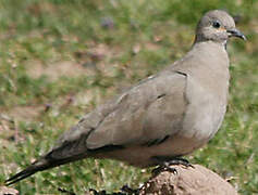 Black-winged Ground Dove