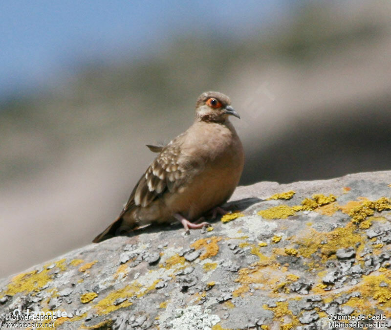 Bare-faced Ground Dove, identification