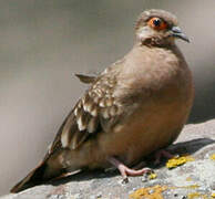 Bare-faced Ground Dove