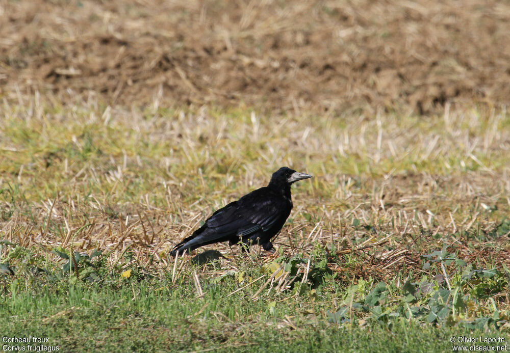 Corbeau freux