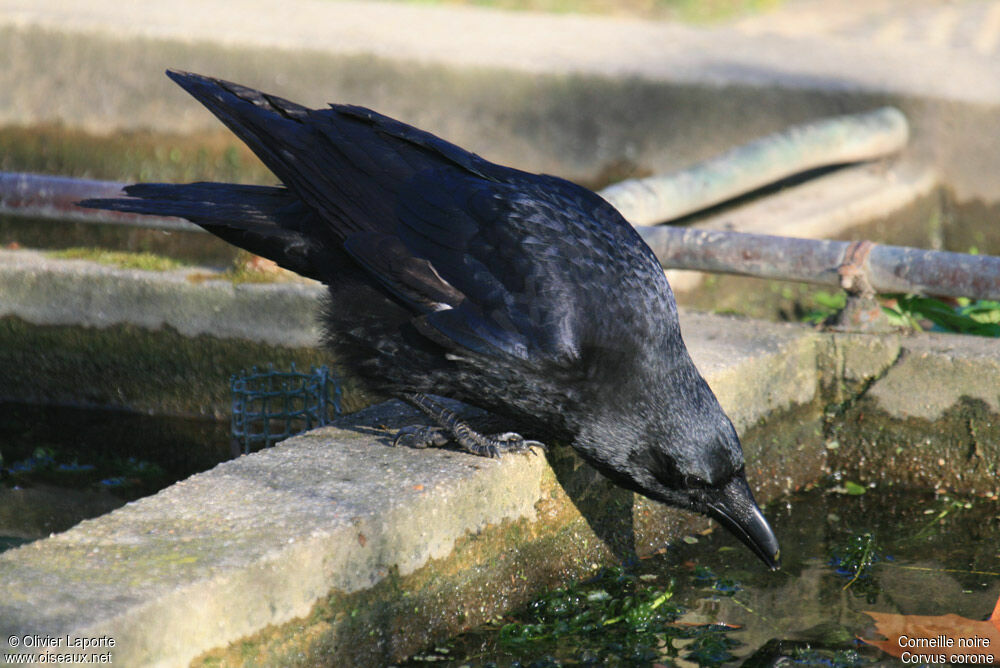 Carrion Crowadult, feeding habits