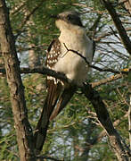 Great Spotted Cuckoo