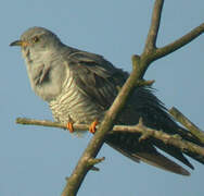 Common Cuckoo