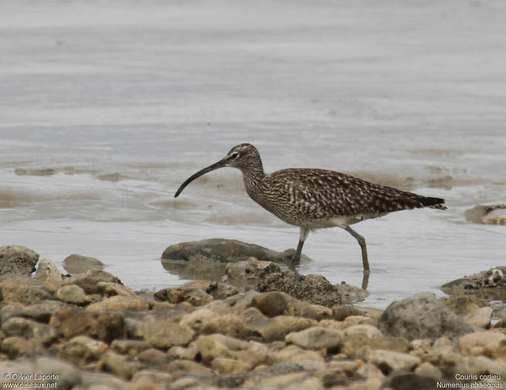 Eurasian Whimbrel