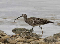 Eurasian Whimbrel