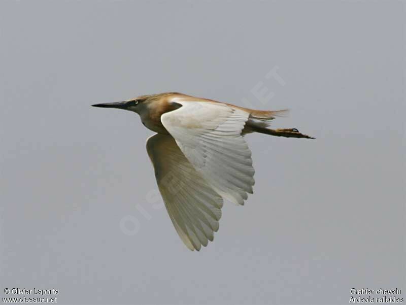 Squacco Heron