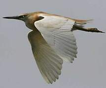 Squacco Heron