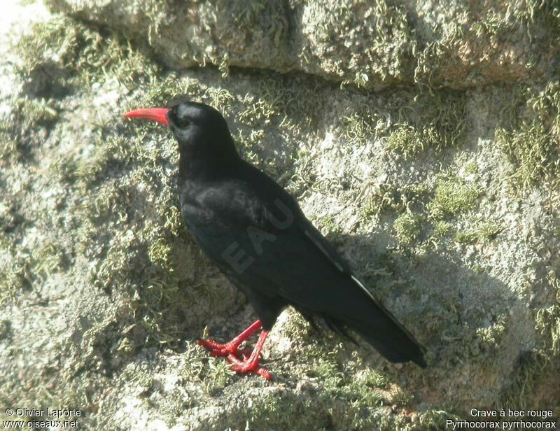 Red-billed Choughadult