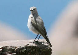 Rufous-naped Ground Tyrant