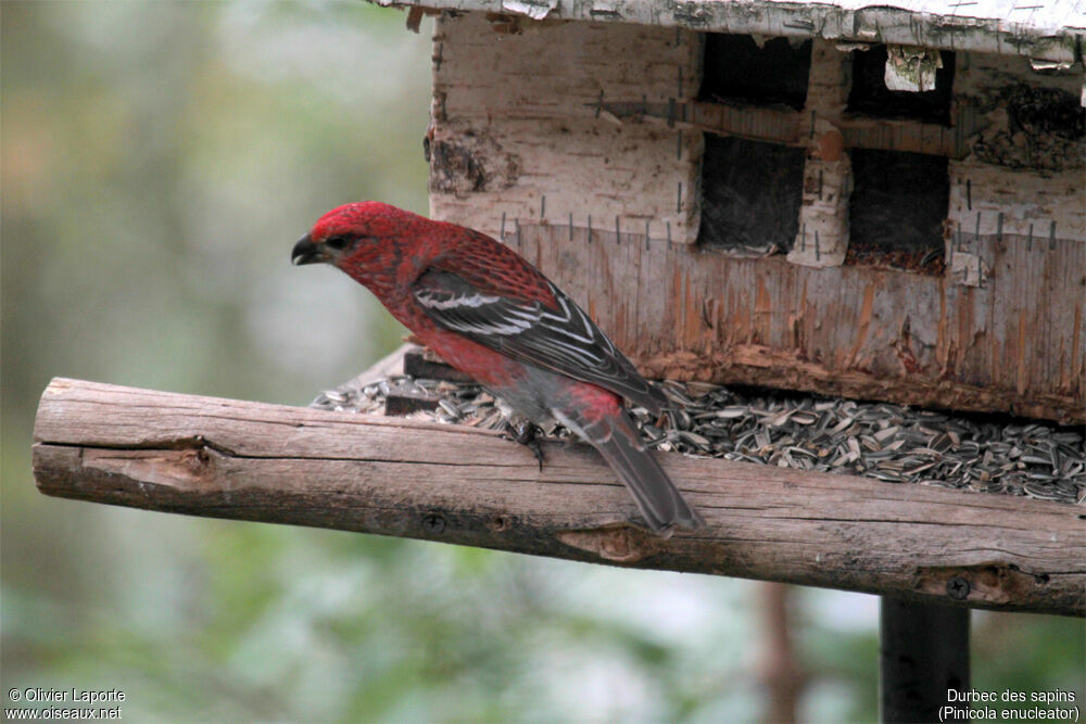 Pine Grosbeak male