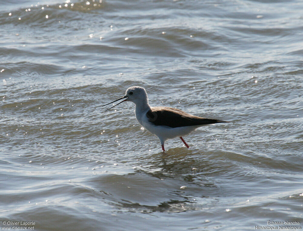 Échasse blancheadulte, identification