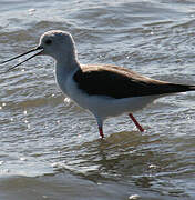 Black-winged Stilt