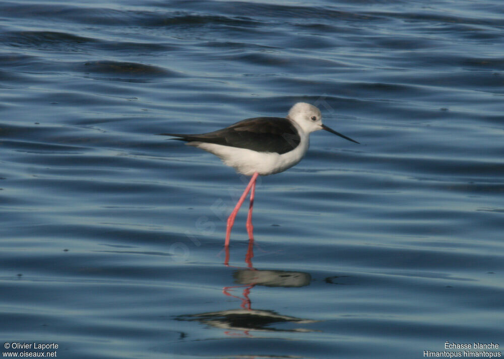 Échasse blancheadulte, identification