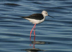 Black-winged Stilt