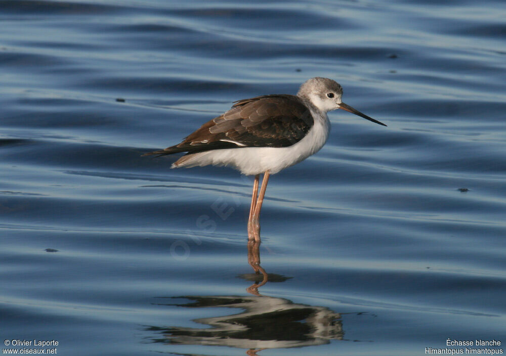 Échasse blancheimmature, identification