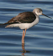 Black-winged Stilt