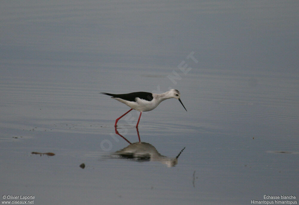 Échasse blancheadulte, identification