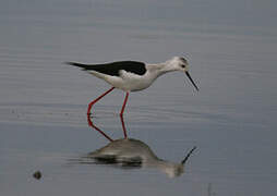 Black-winged Stilt