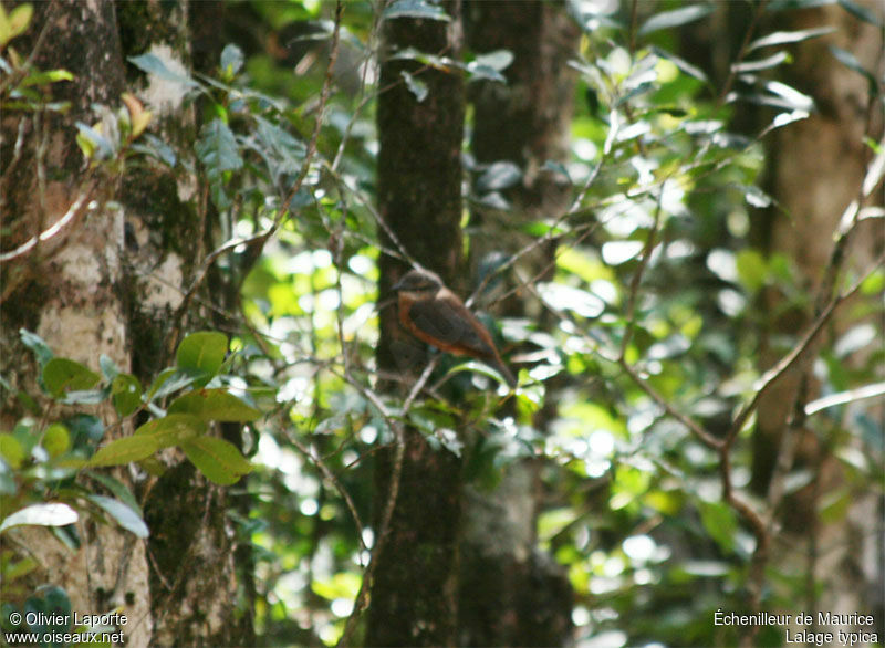 Mauritius Cuckooshrike