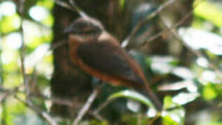 Mauritius Cuckooshrike