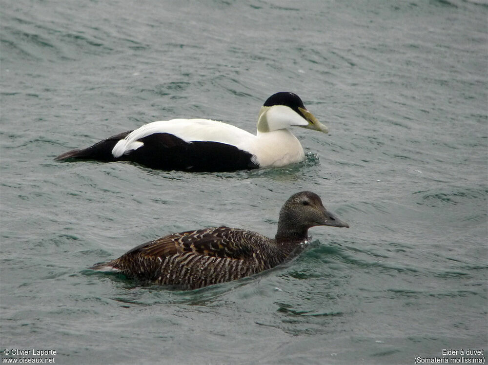 Eider à duvet 