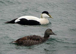 Common Eider