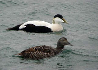 Eider à duvet