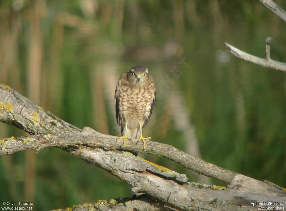 Eurasian Sparrowhawk