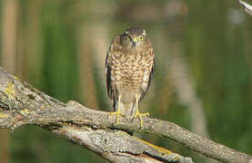 Eurasian Sparrowhawk