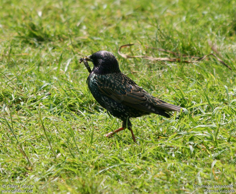 Common Starlingadult breeding, feeding habits