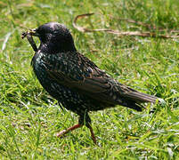 Common Starling