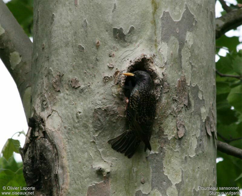 Common Starling, Reproduction-nesting