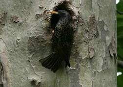 Common Starling