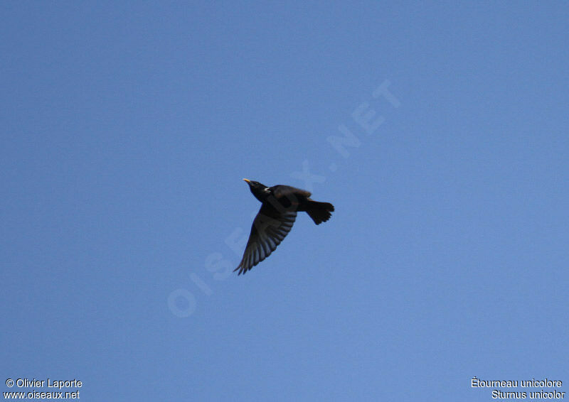 Spotless Starling, Flight