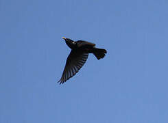 Spotless Starling