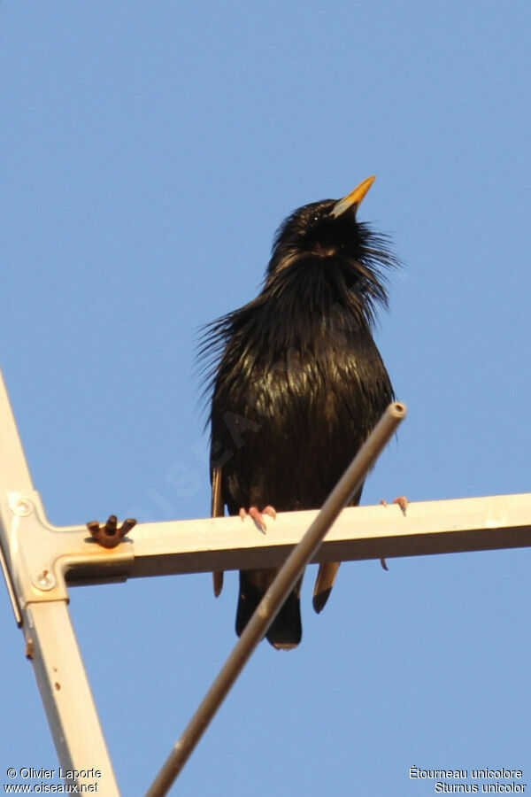 Spotless Starling