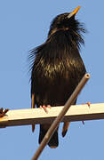 Spotless Starling