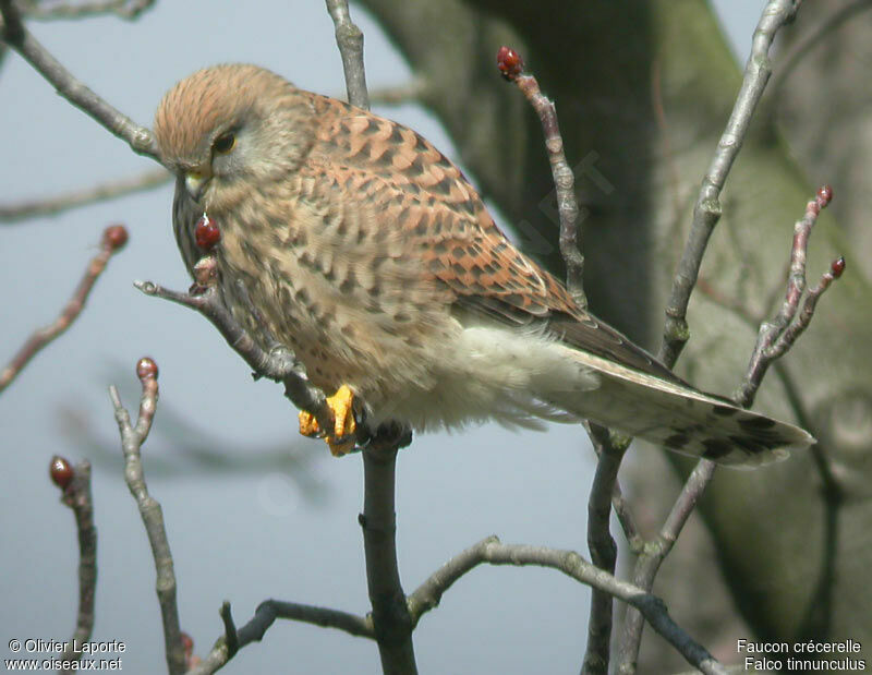 Common Kestrel female adult post breeding