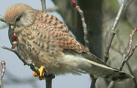 Common Kestrel