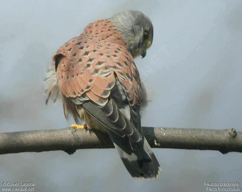 Common Kestrel male adult