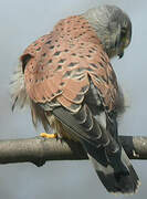 Common Kestrel